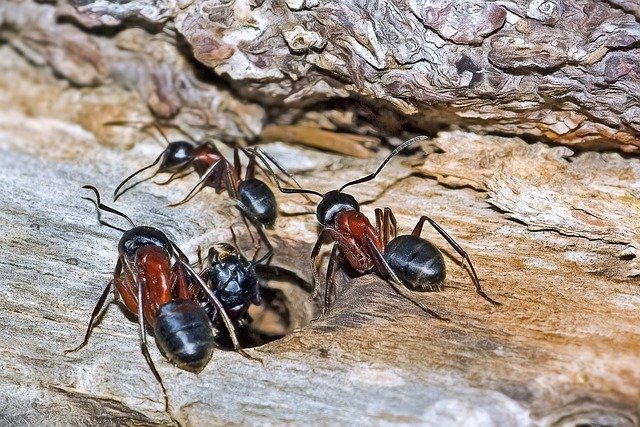 poudre fourmis