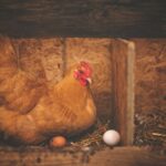 Les meilleures pratiques pour l’élevage de poules pondeuses