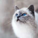 Assurance animaux