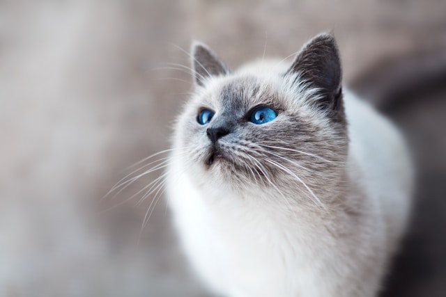 Assurance animaux