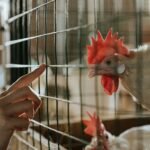 Épuisette pour poule
