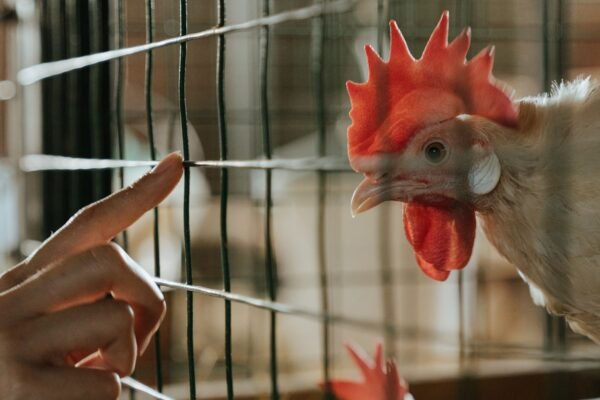 Épuisette pour poule