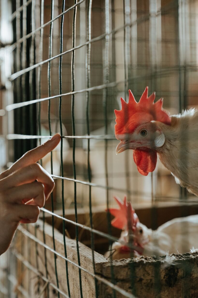 Épuisette pour poule