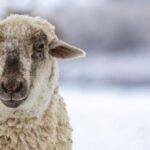 Soins moutons : adaptez leur entretien à chaque saison