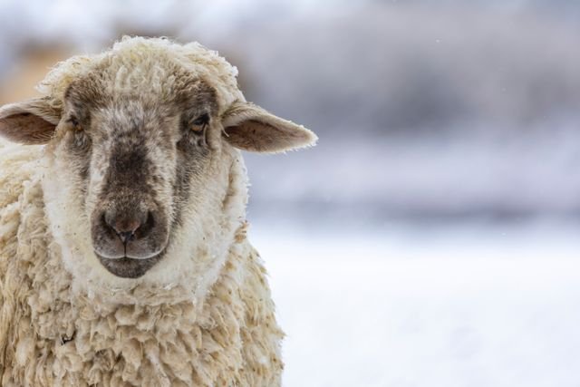 Soins moutons : adaptez leur entretien à chaque saison